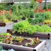 Bagged Compost - Image 2