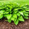 Dark Brown Mulch - Image 2